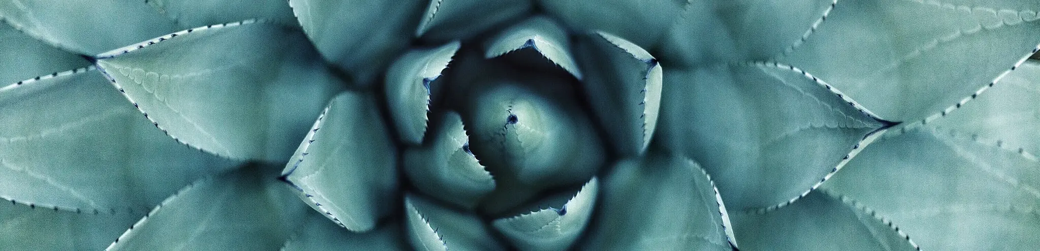 imagen para uso de medicinas complementarias